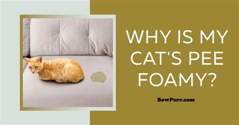 cat pee foamy|what is proteinuria in cats.